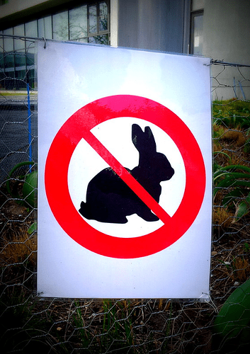 norabbit