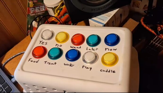 cat button box