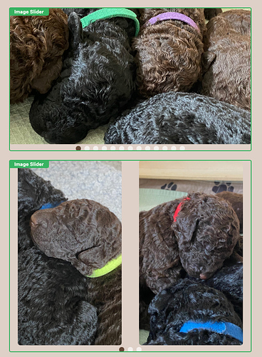 The images show a group of curly-haired puppies snuggled closely together, each wearing a different coloured collar. (Captioned by AI)