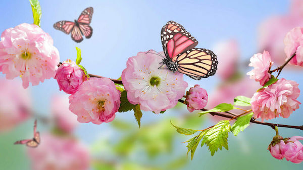 spring