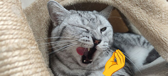 gattoblink