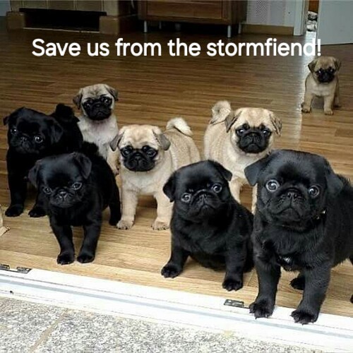 pug-puppies-791860