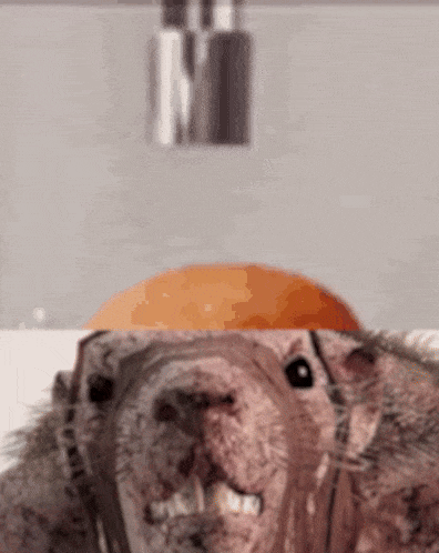 Lobotomy rat