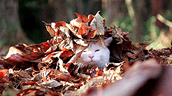 autumn-cat-emerges-from-her-slumber