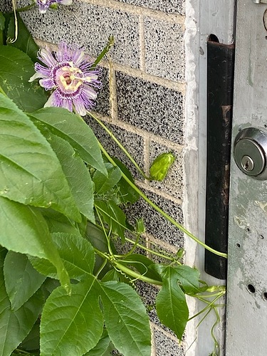 Passiflora in the office door