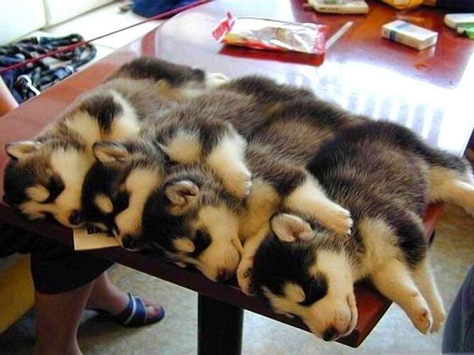 Dog sled starter kit.jpg