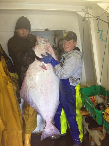 halibut.jpg