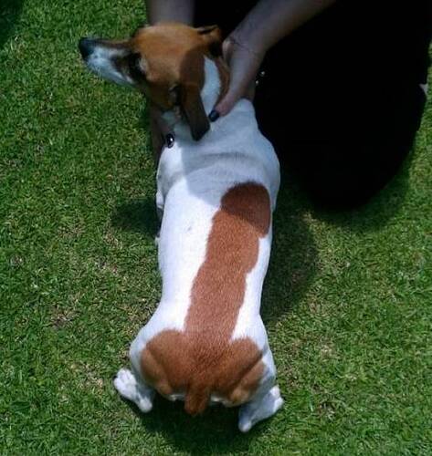 Dog.jpg