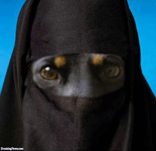 Dog-in-a-Burka-66721.jpg