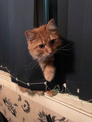 blinds.jpg