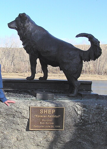Shep.jpg