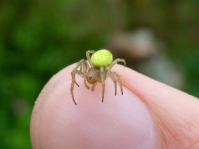 spider sp2.jpg