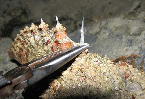 Stonefish.jpg