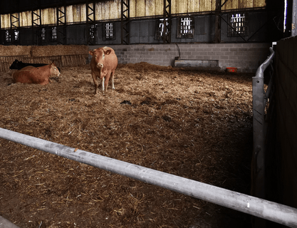 cows preg.PNG