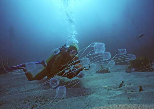 Sea Wasps.jpg