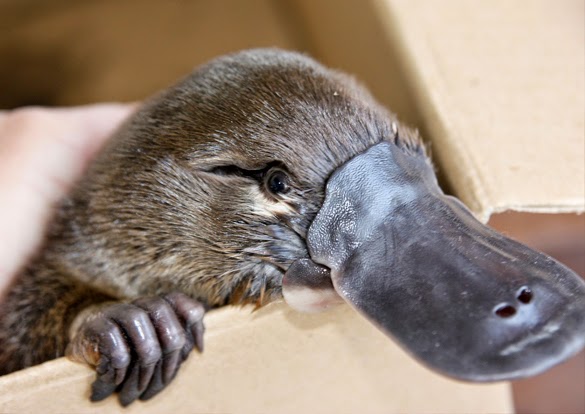 platypus1.jpg
