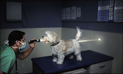 Dog1.jpg