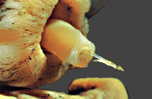 Cone Snail Harpoon.jpg