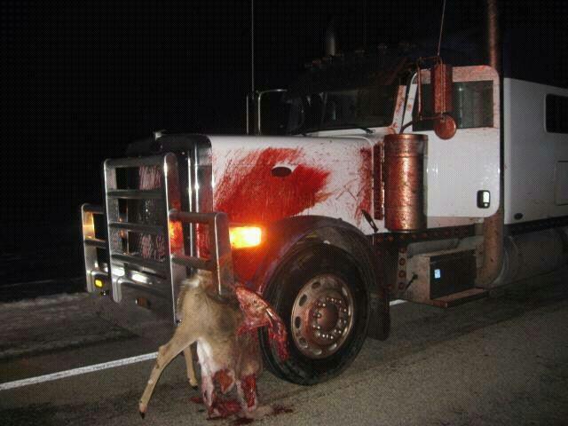 deer.jpg