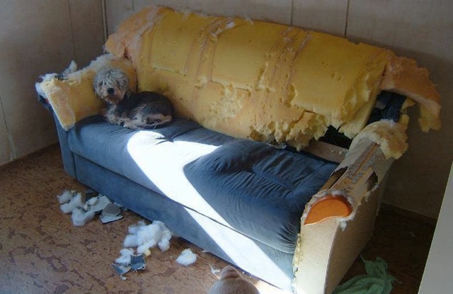 Dog.jpg