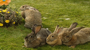 rabbits.png