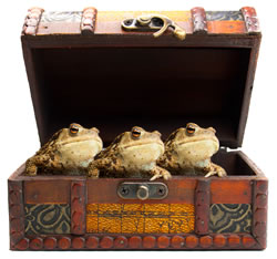 madasaboxoffrogs.jpg