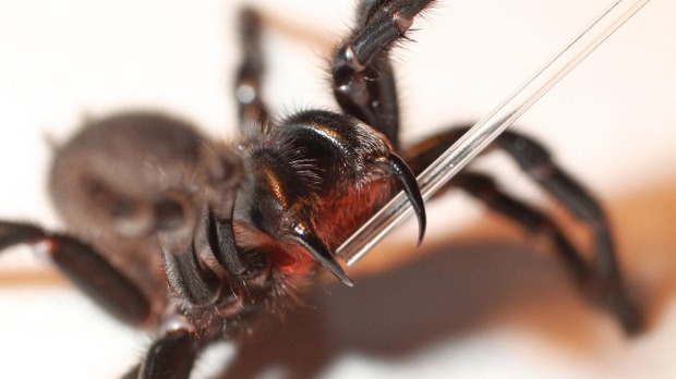 Funnel-web.jpg