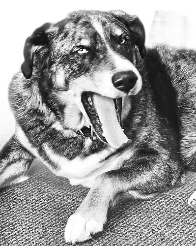 This is Ruger my managers dog this summer at my guiding job in Alaska.  When we first met ot was love at first site.  He's  a Husky/Aussie Shepherd mix and 8. He's now officially known as Dog rep ( a spin on words for doc rep) acts as a therapy dog at the cruise terminal here in Sitka where we greet out guests and passengers.  He's just the best