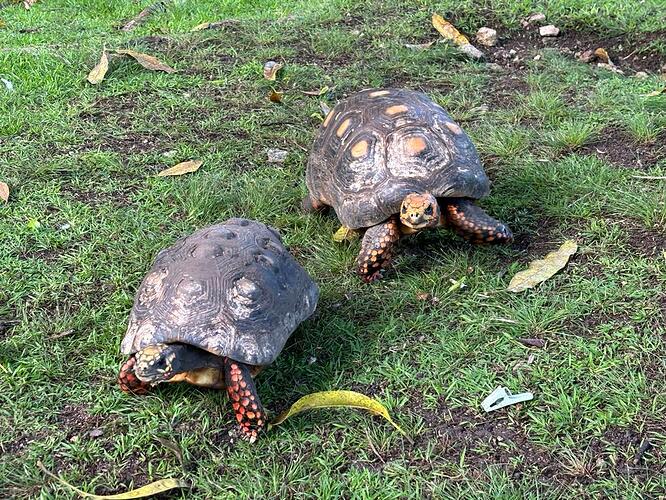 Tortoises