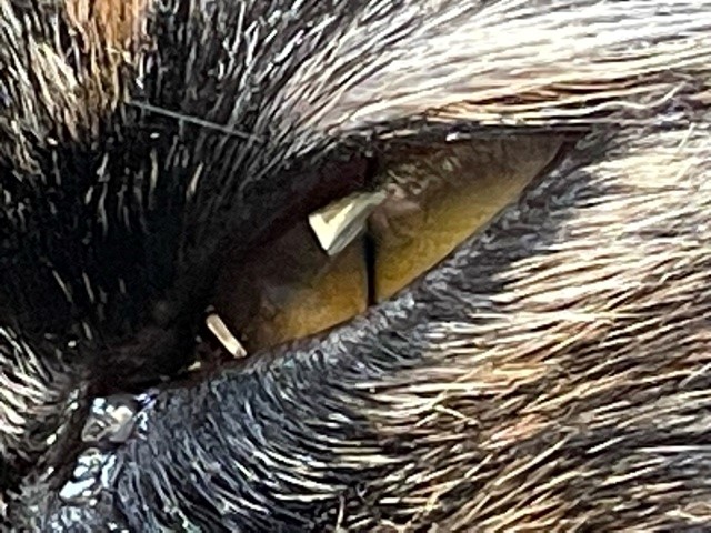 Monkey's eye