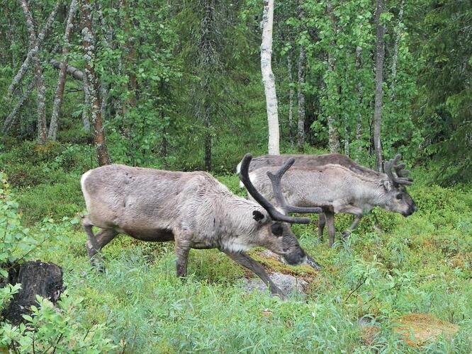 Noorwegen 2011 055.jpg