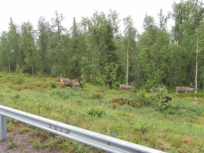 Noorwegen 2011 054.jpg