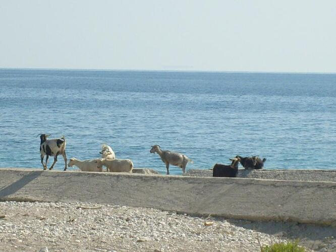 Borsh strandbezoekers.jpg