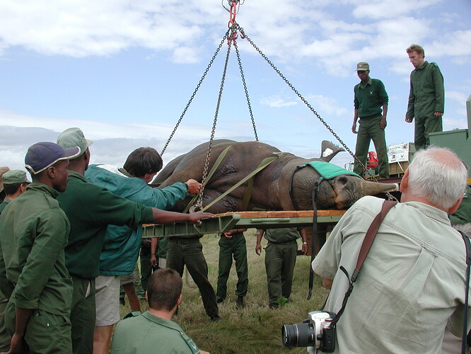 Elephant Relocation - Eastern Cape.jpeg