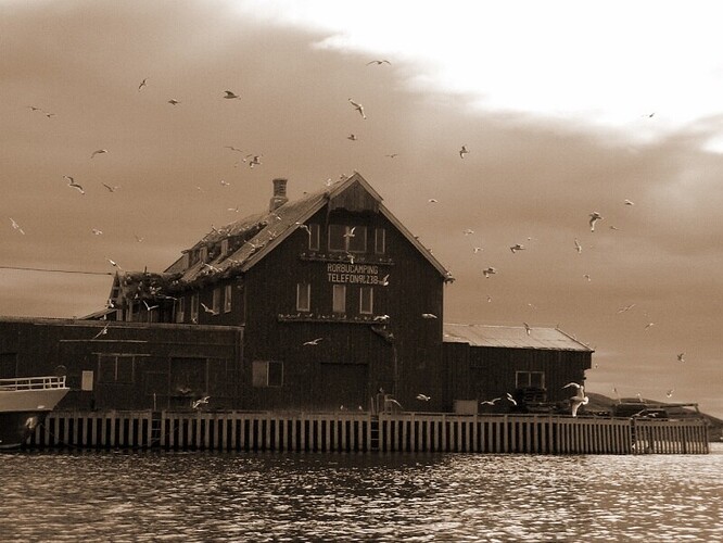 house of birds through the eyes of mporta