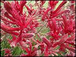 Kangaroo_Paws.jpg
