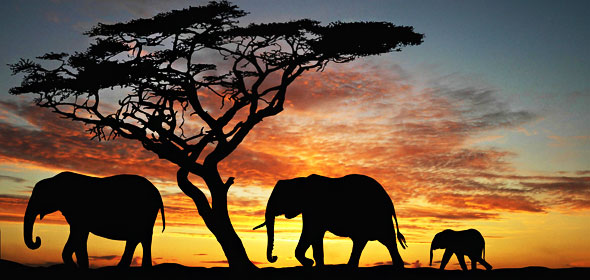 1-kenya-adventurer-safari-elephant-sunet-590.jpg