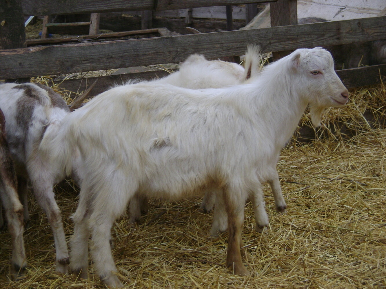 козлята 2 месяца. козы на продажу в выльгорте. в каком возрасте козлик может покрыть козу. в каком возрасте козлик может покрыть козу. козлята 2 штуки.