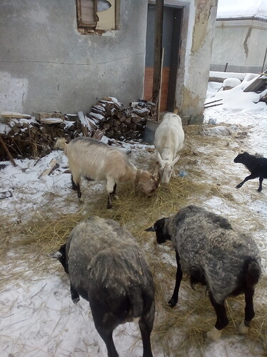 IMG_20180228_095328%5B1%5D