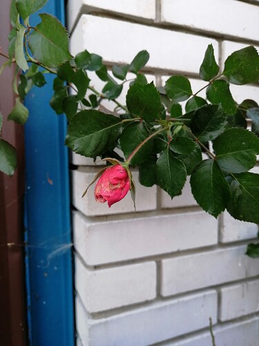 IMG_20201225_105823