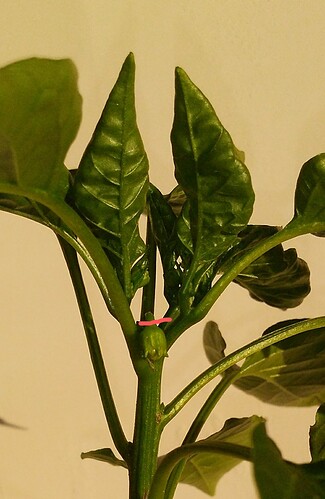 IMG_20200427_191735582~3