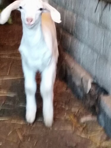 628966336_6_1000x700_6875-zaano-nubiyskaya-kozochka-_rev002