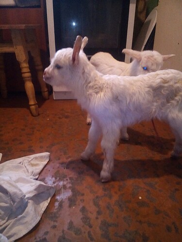 image-0-02-07-1f3d600e87971a41c07e8de6bfdde51cb92fac2f18f40407e1ef4e966b345611-V