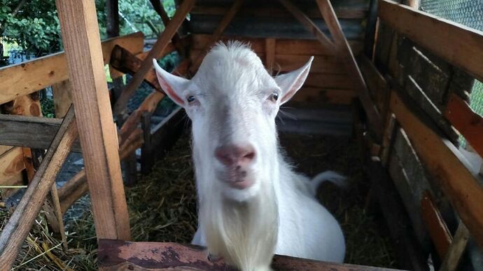 526577254_5_1000x700_vdmnniy-zaanenskiy-tsap-cheka-narechenu-ternopolskaya-oblast_rev001