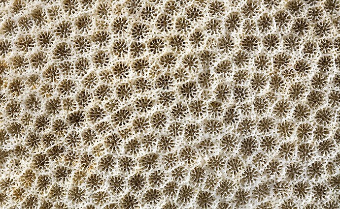 darwin-coral-close-up-753.jpg.thumb.768.768