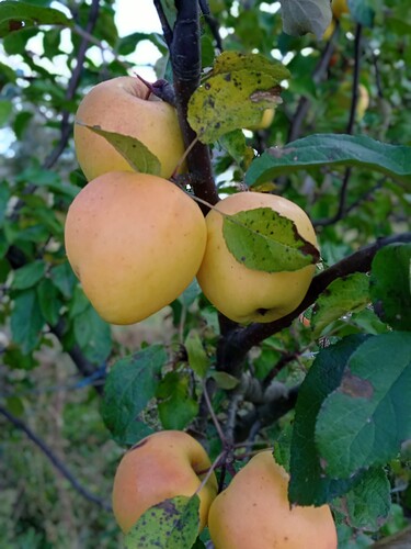 IMG_20211017_122638