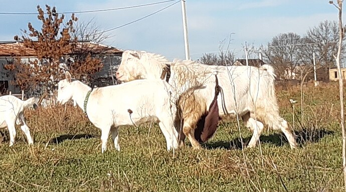 Мажор Лира 20211202_142517