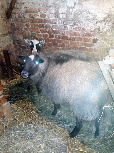 IMG_20180220_203752%5B1%5D