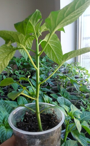 IMG_20200412_095606764_HDR~2