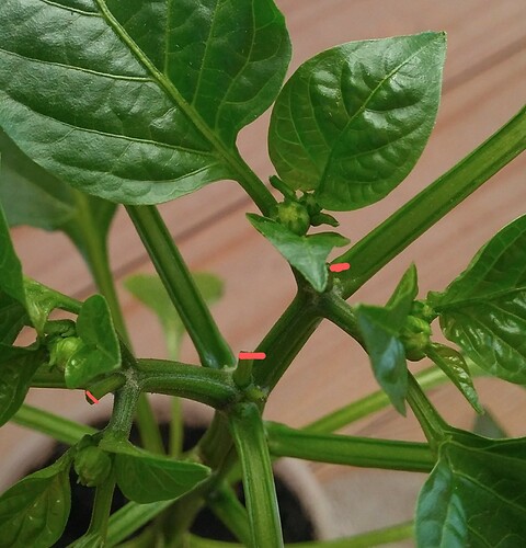 IMG_20200427_191909193~4